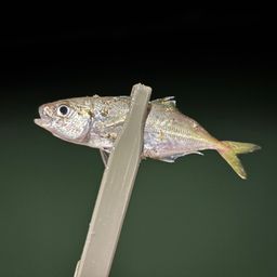 アジ