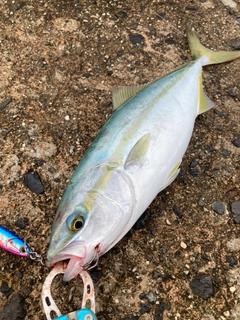 コズクラの釣果