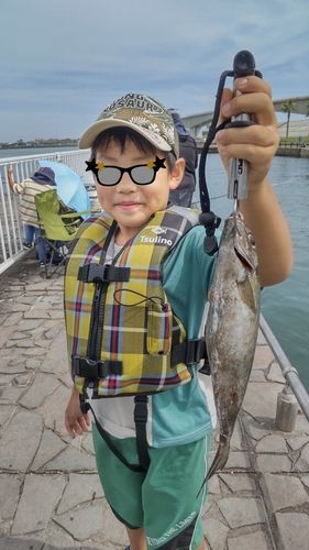 アイゴの釣果
