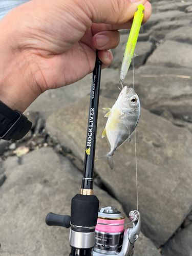 メッキの釣果
