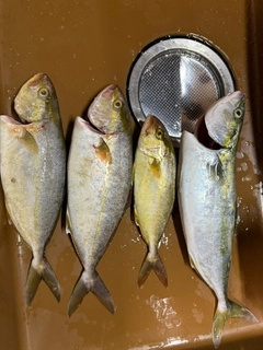 ネリゴの釣果