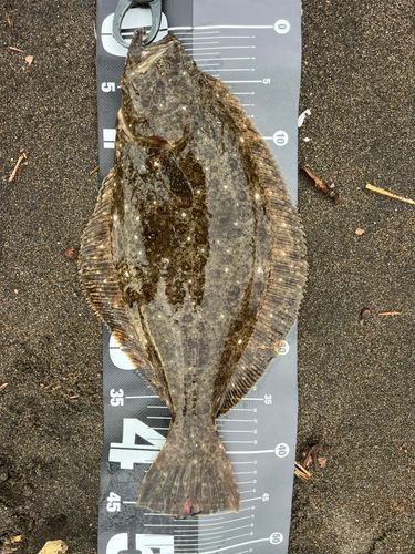 ヒラメの釣果