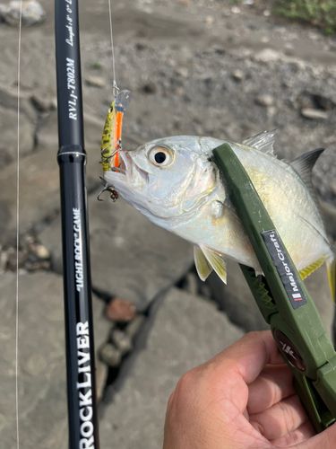 メッキの釣果