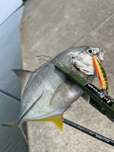 メッキの釣果