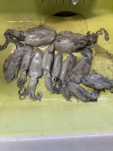 秋田県南部
