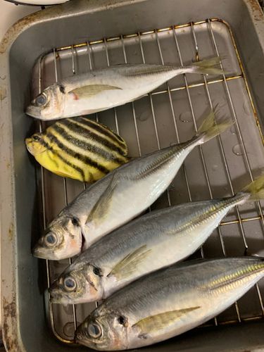 カゴカキダイの釣果