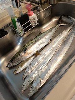 サワラの釣果
