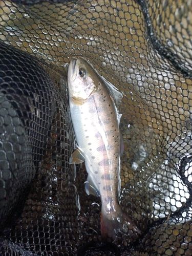 ヤマメの釣果