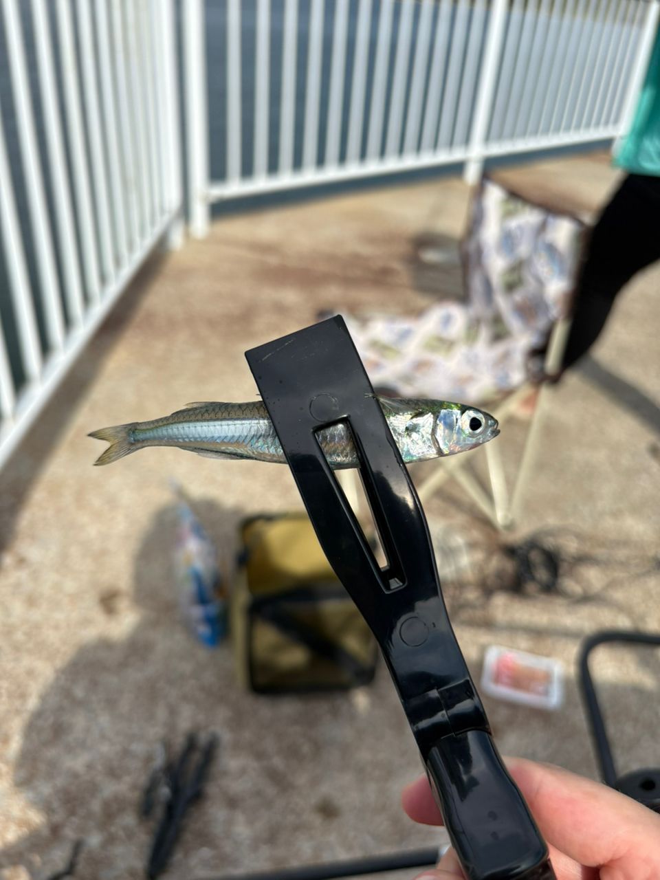 カタクチイワシ