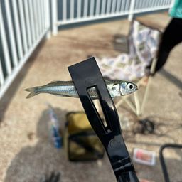 カタクチイワシ