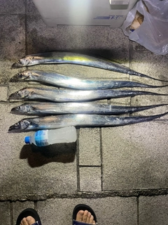 タチウオの釣果