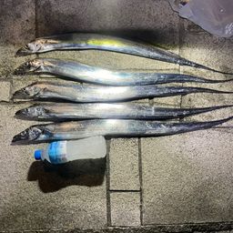 タチウオ