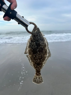 ソゲの釣果