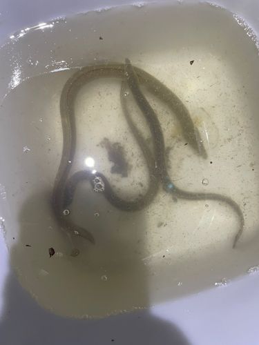 ウナギの釣果