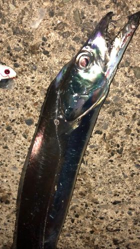 タチウオの釣果