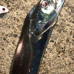 タチウオ
