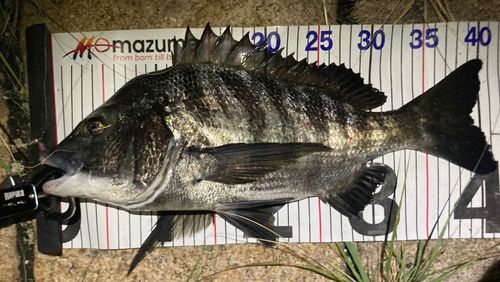 チヌの釣果