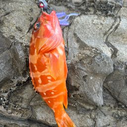アカハタ