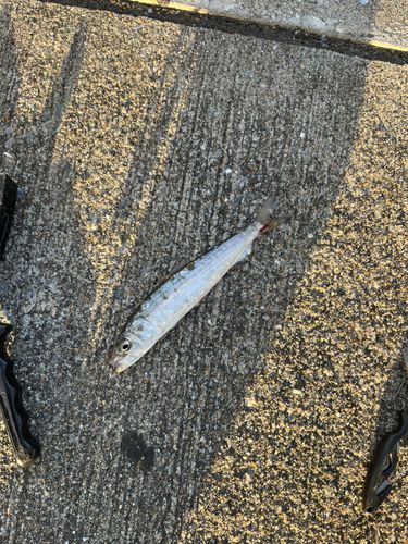 イワシの釣果