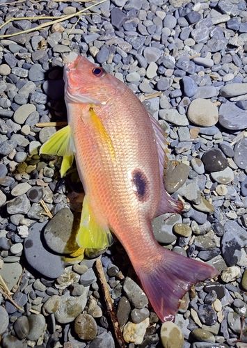 クロホシフエダイの釣果