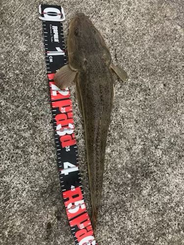 マゴチの釣果