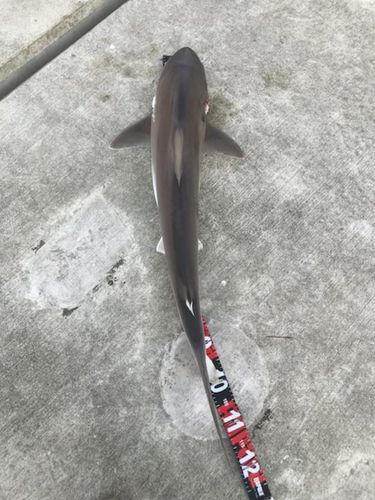 サメの釣果