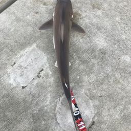 サメ