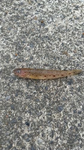 ハゼの釣果