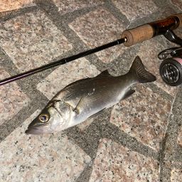 セイゴ（ヒラスズキ）