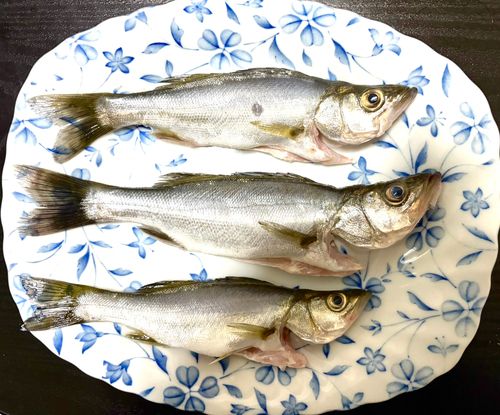 セイゴ（ヒラスズキ）の釣果