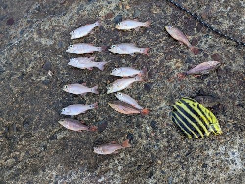 カゴカキダイの釣果
