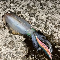 アオリイカ