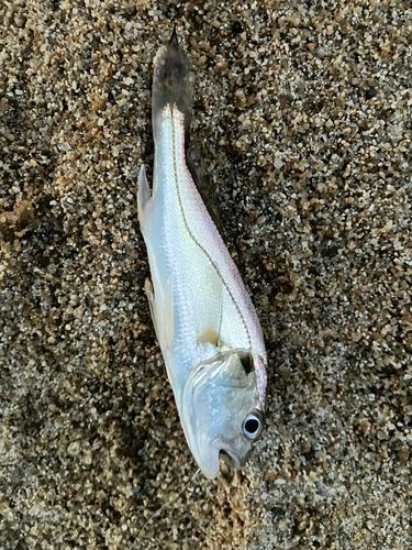 今津湾