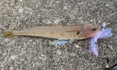 エソの釣果