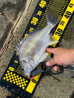 キビレの釣果