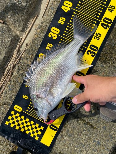 キビレの釣果