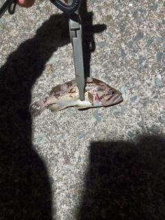 ソイの釣果