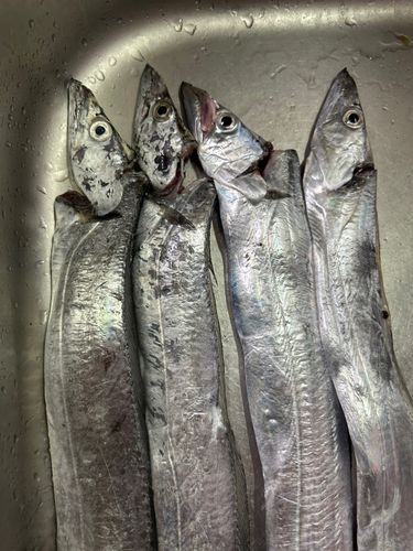 タチウオの釣果