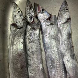 タチウオ
