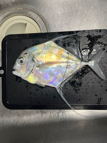 イトヒキアジの釣果