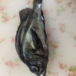 メバル