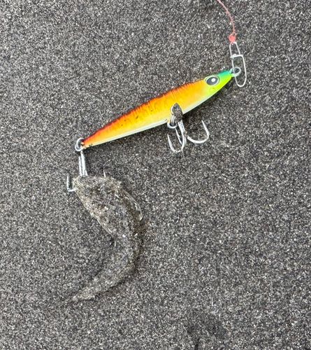 コチの釣果