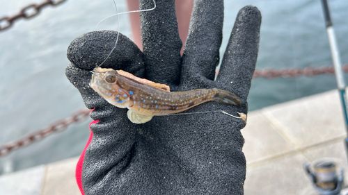 スジハゼの釣果