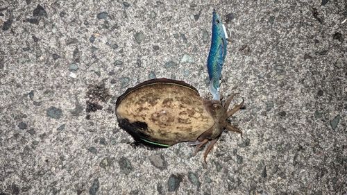 コウイカの釣果
