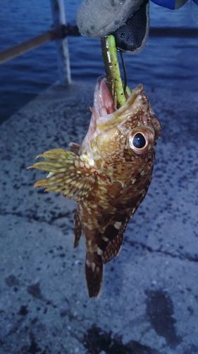 アコウの釣果