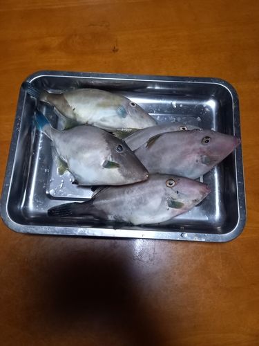 ウマヅラハギの釣果