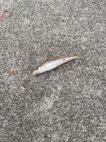 シロギスの釣果