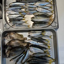 コショウダイ