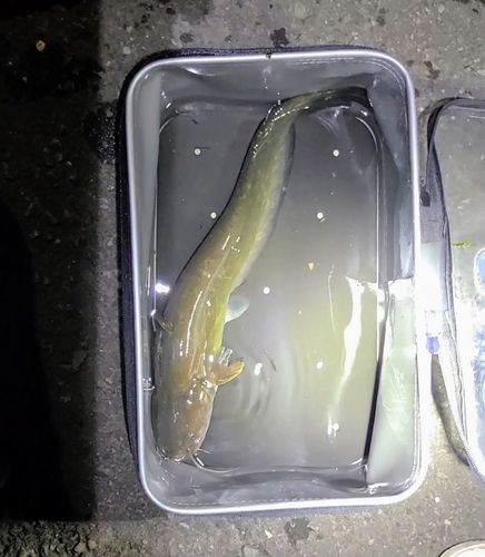 ナマズの釣果