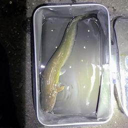 ナマズ